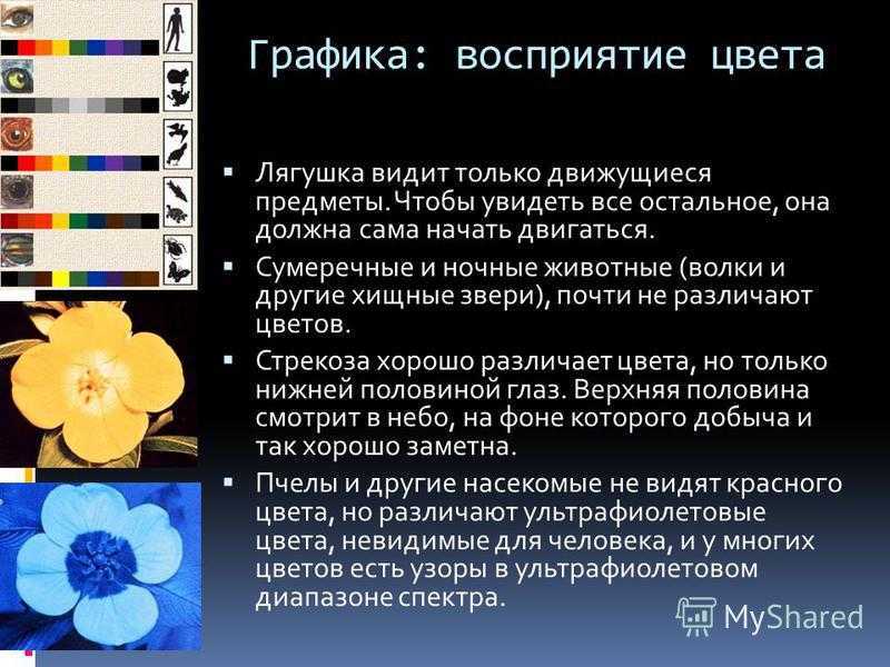 Все на красное: от чего зависит восприятие цвета