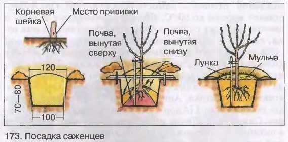 К чему снится сад во сне?