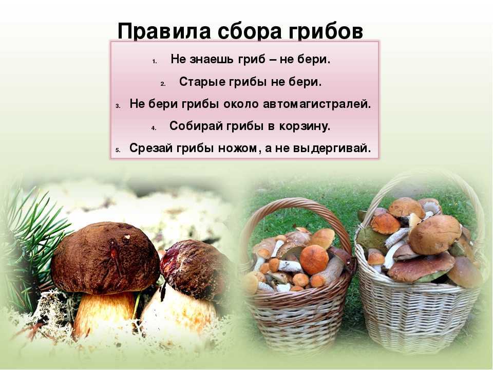 Сонник белые грибы во сне к чему снятся белые грибы