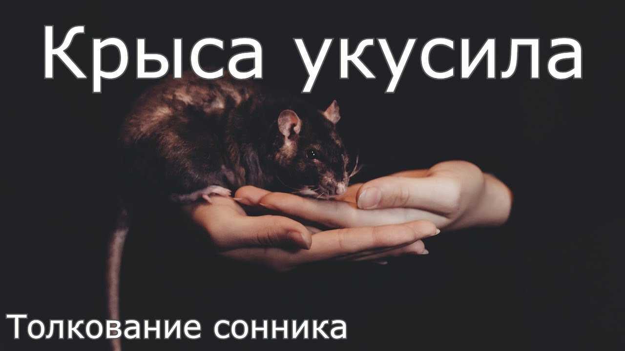 К чему снятся крысы женщинам и мужчинам