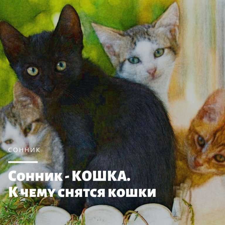 К чему снится рыжий кот: толкование и значения сна