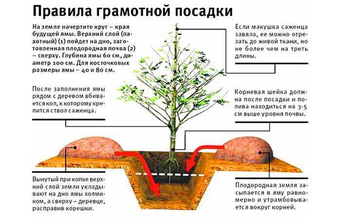 К чему снится собираться? толкование по 10 сонникам
