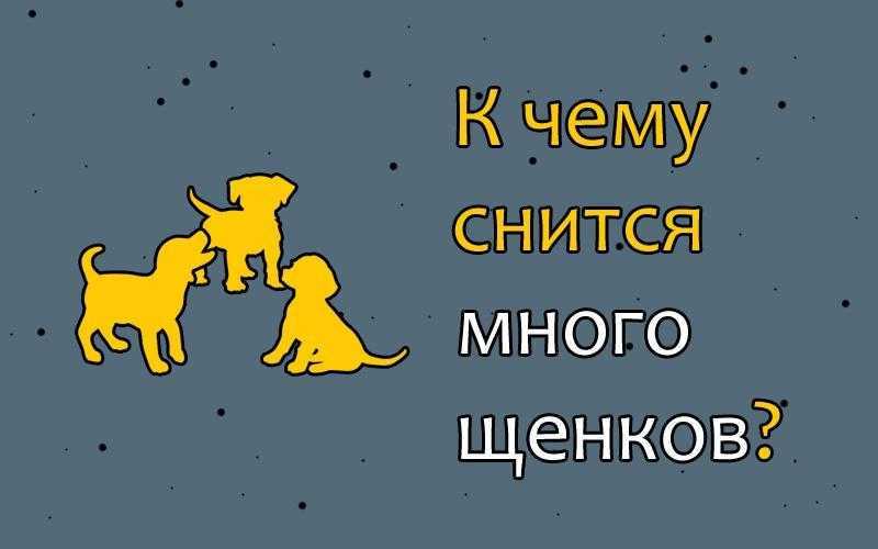 К чему женщине или девушке снятся собаки: толкование по сонникам