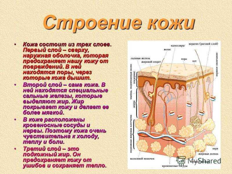 Основные причины появления вонючего пота и методика устранения