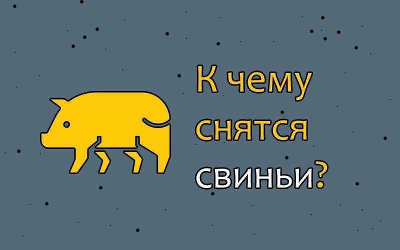 К чему снится свинья (живая, неживая): женщине, мужчине – толкование