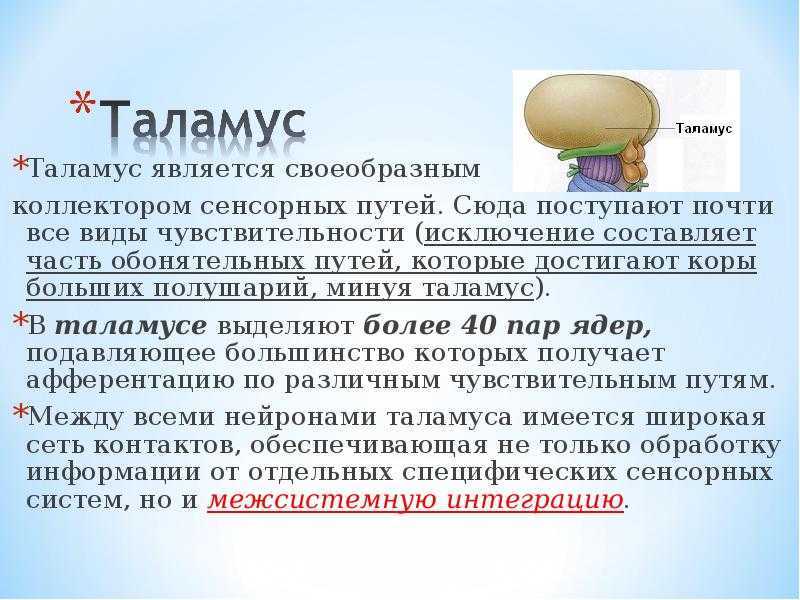 Таламус и его функции