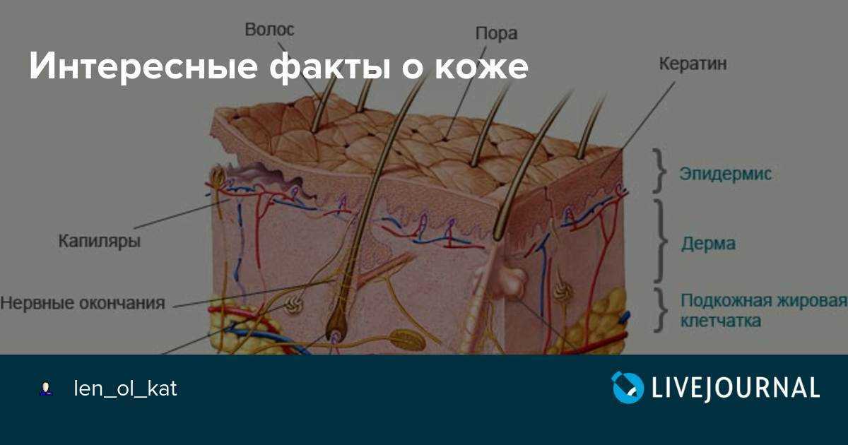 Сколько литров крови у человека: в организме взрослого, 50, 60, 70, 80, 90, 100 кг, ребенка, мужчин, женщин