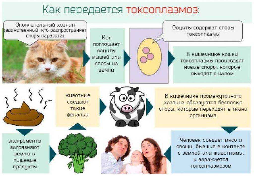Токсоплазма igg антитела: лечение, симптомы, профилактика, сдать анализы | гуз "больница № 18"