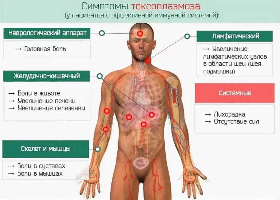 Токсоплазмоз: анализ крови, показания, причины, обследование