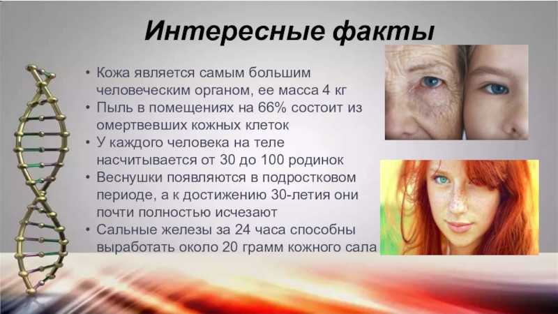 Факты по анатомии человека