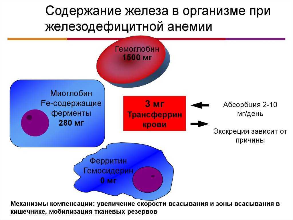 Белковые фракции