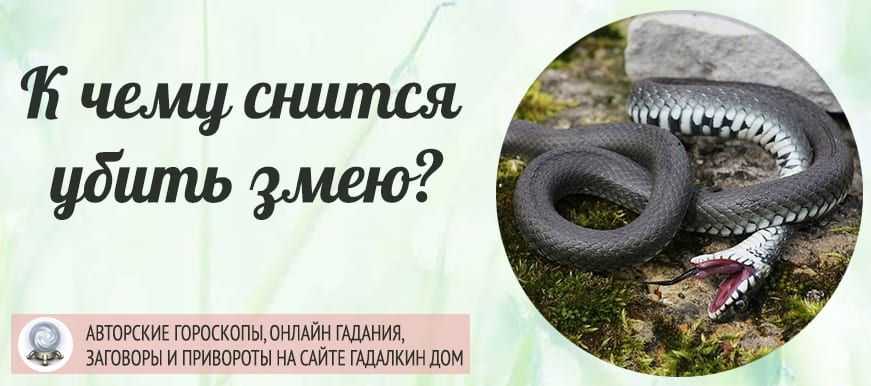 К чему снится большая змея. сонники про большую змею во сне