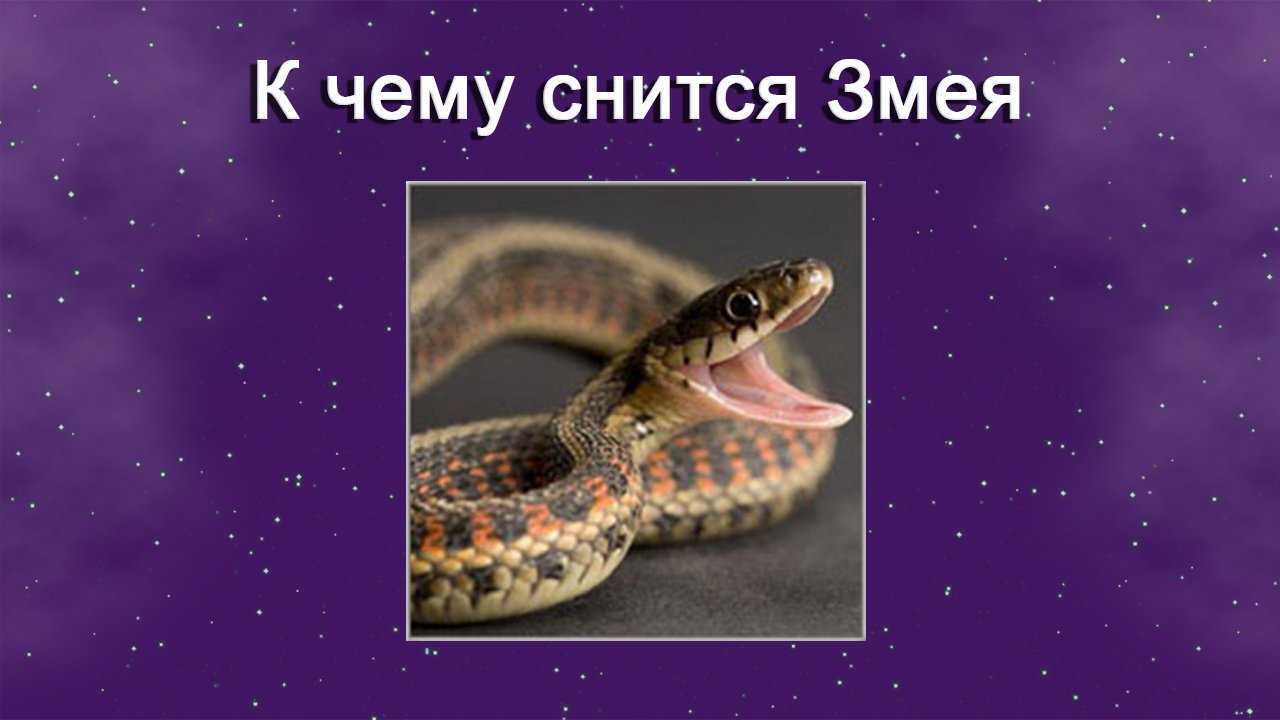 К чему снится нападающая змея ? - 40 толкований ? по сонникам: что значит, если приснилось женщине или мужчине, как во сне нападает, но не кусает змейка
