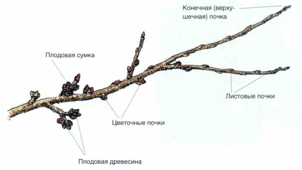 Сонник падающие деревья во сне от ветра видеть к чему снятся?