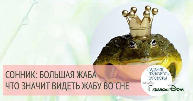 Сонник лягушка к чему снится во сне? видеть лягушку что означает?