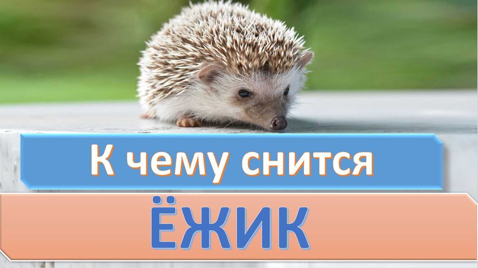 К чему снится ежик. сонник- ежик приснился.