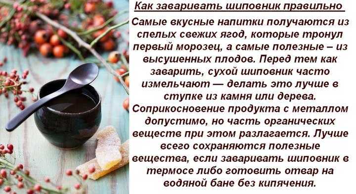 Шиповник – полезные свойства, состав и противопоказания (+ 17 фото)
