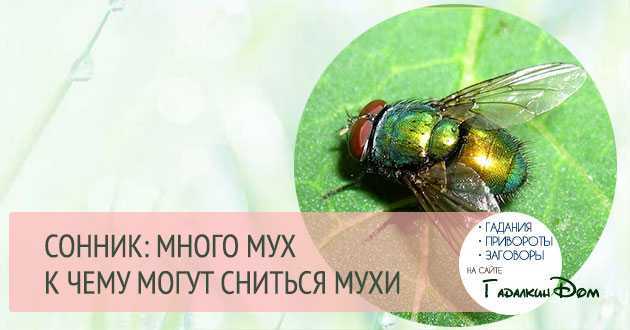 К чему снятся мухи. сонники про много мух во сне