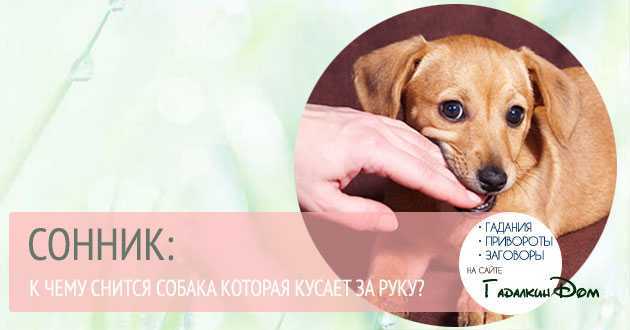 К чему снятся крысы: женщине, мужчине, снится много крыс, убитая, черная