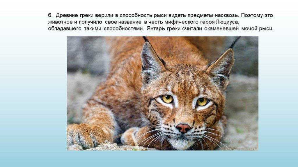 К чему снится  рысь во сне — по 90 сонникам! если видишь во сне рысь что значит?