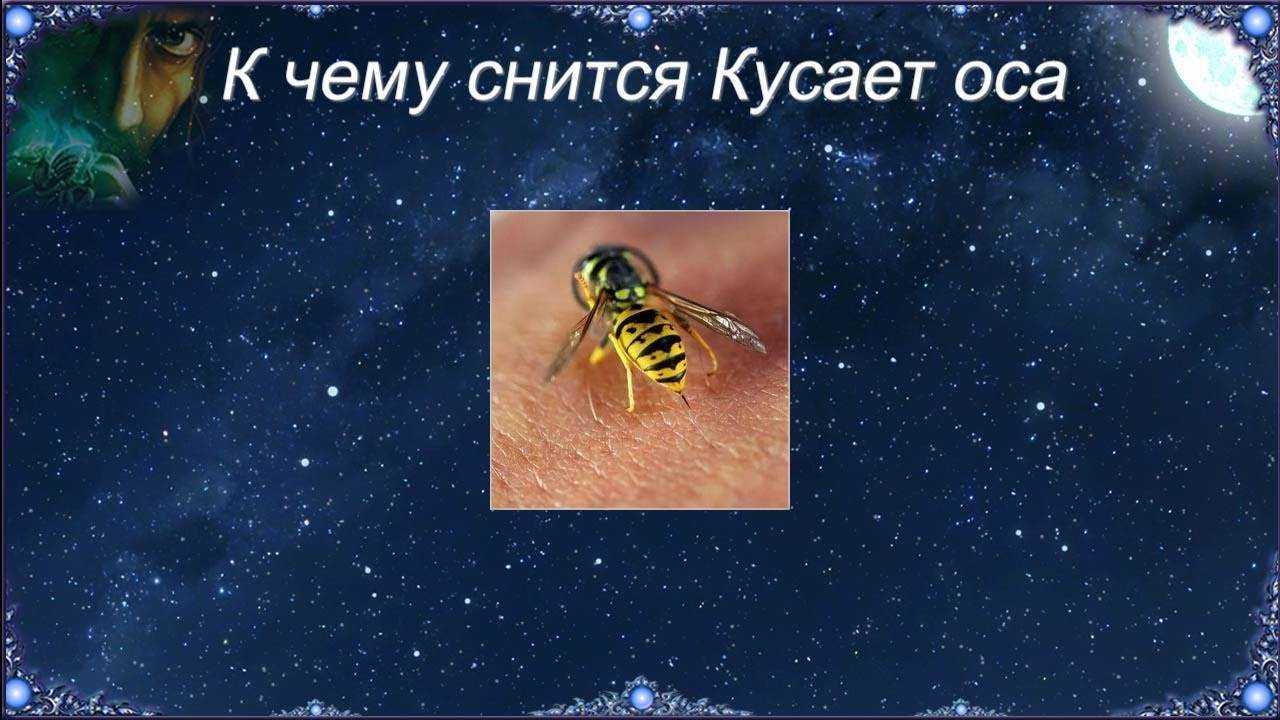 Сонник: осы, к чему снятся осы во сне приснились оса