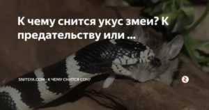 Видеть во сне змею ? мужчине - топ 44 толкований ? по сонникам: к чему снится черный или желтый большой ползающий рядом удав, который нападает и кусает, парню