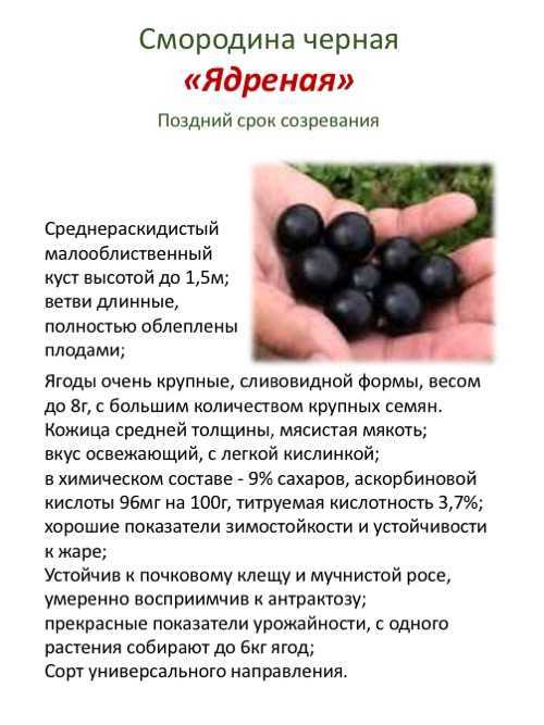 К чему снится черная смородина ? — толкования по 43 сонникам ?: что означает для мужчины или женщины видеть на кустах, собирать, есть или продавать во сне крупные ягоды