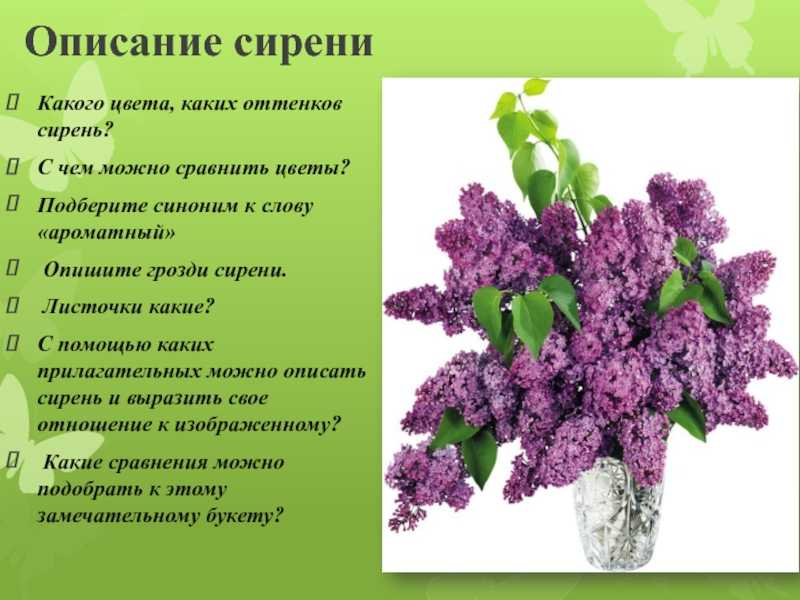 К чему снится  сирень во сне — по 90 сонникам! если видишь во сне сирень что значит?
