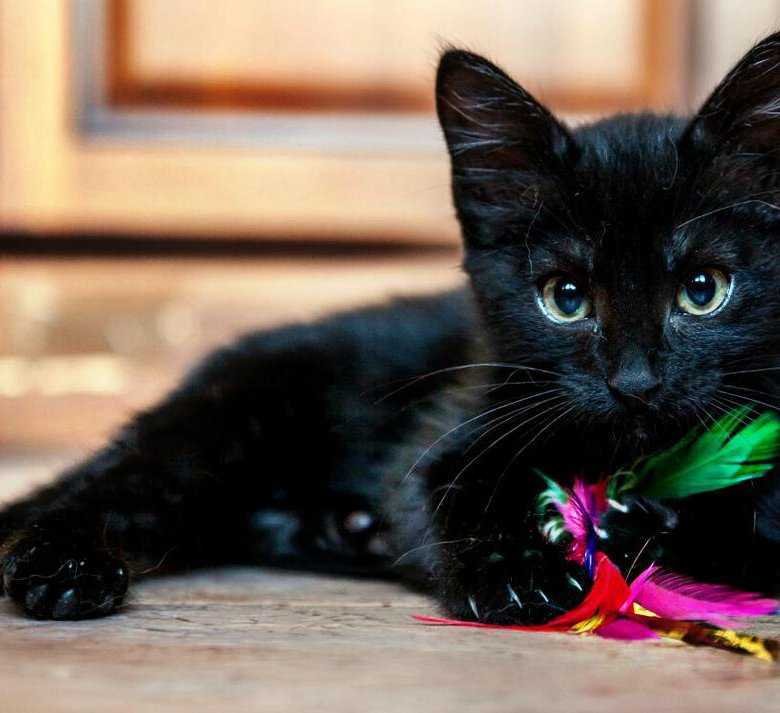 К чему снится черный кот. сонники про черного кота во сне женщины