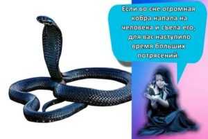 К чему сниться змея женщине - толкование в разных сонниках