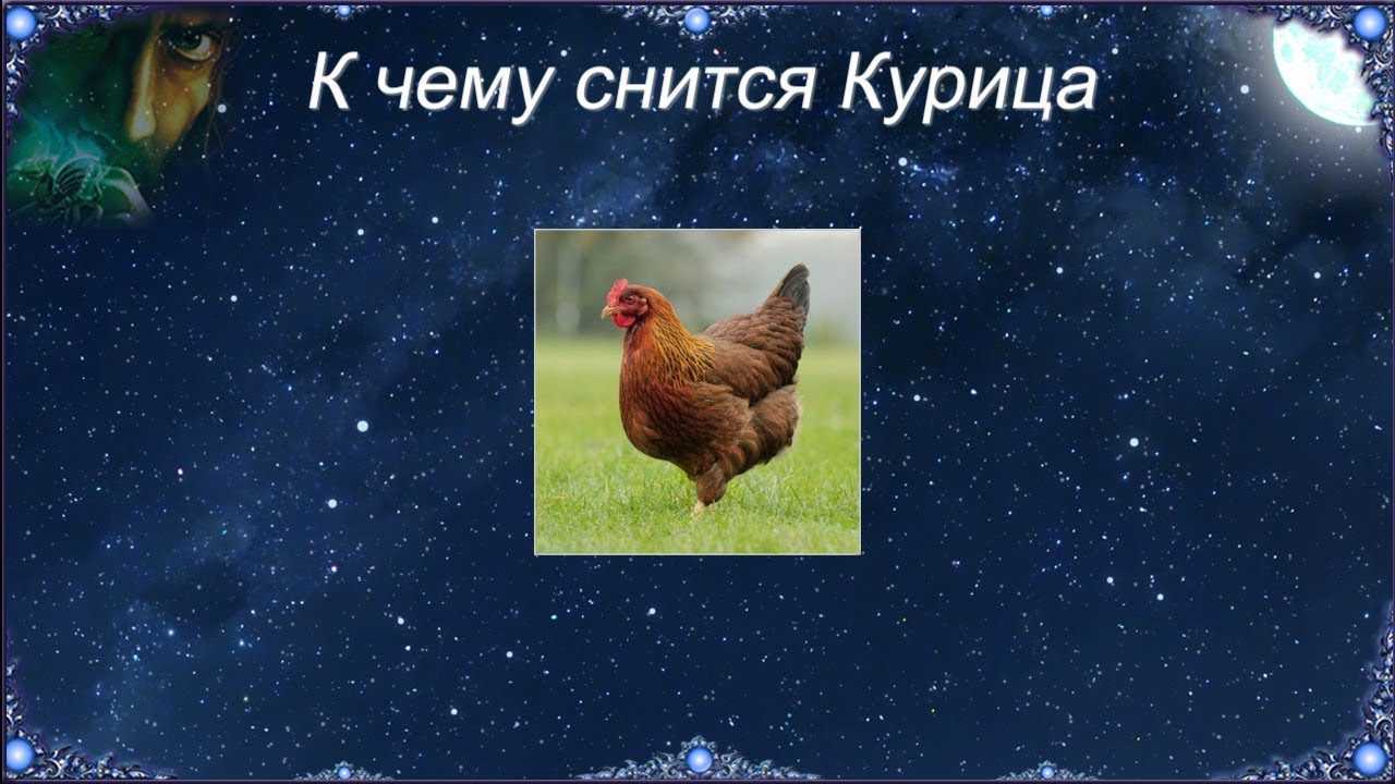 К чему снятся живые, мертвые или вареные курицы: что значит резать или рубить тушку петуха