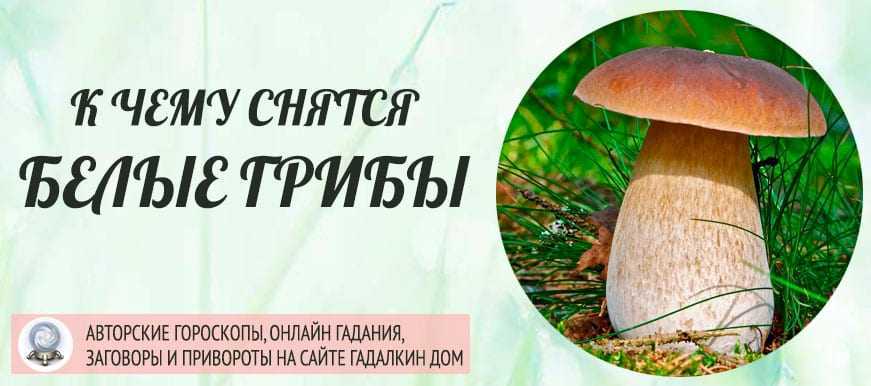 К чему снятся грибы женщине и мужчине?  53 толкования по сонникам