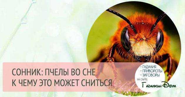 К чему снятся пчелы - значение сна пчелы по соннику