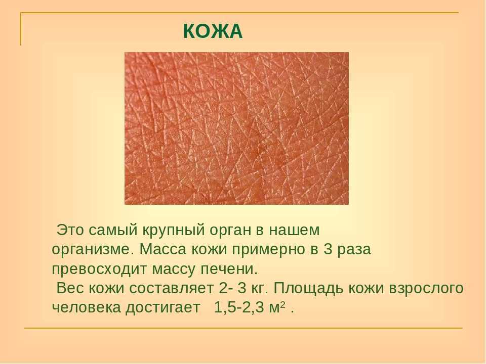 50 удивительных фактов о вашей коже :: инфониак