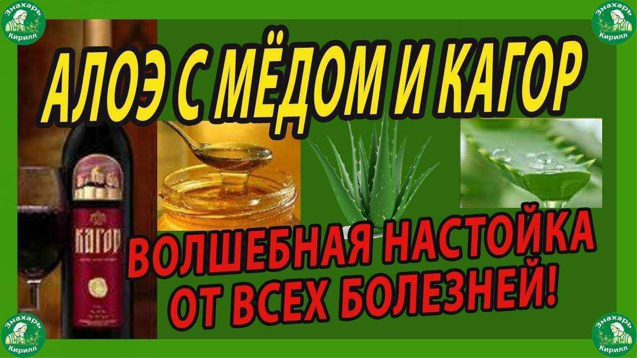 Рецепты настоек из алоэ (столетник), меда и вина