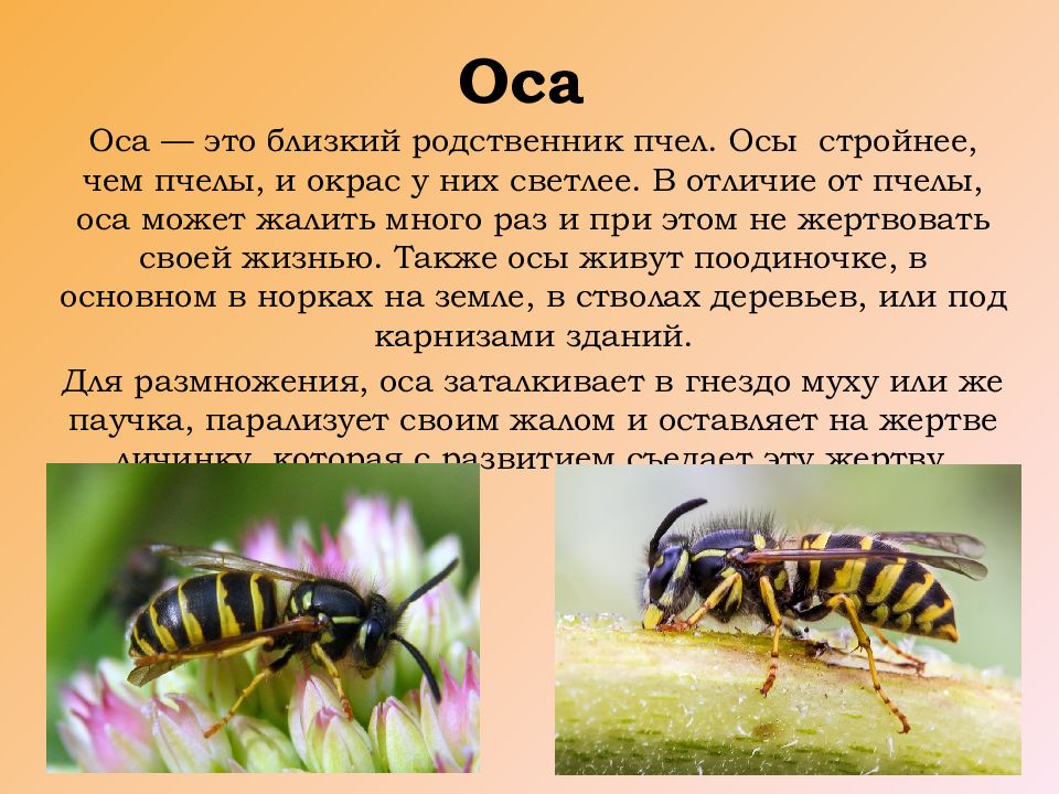 К чему снятся осы — 43 верных значения сна