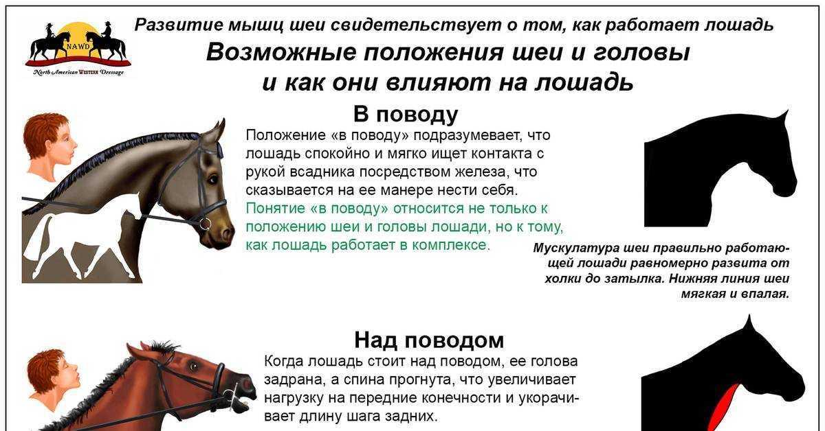 К чему снится что если приснилась лошадь коричневая, что если приснилась лошадь коричневая во сне