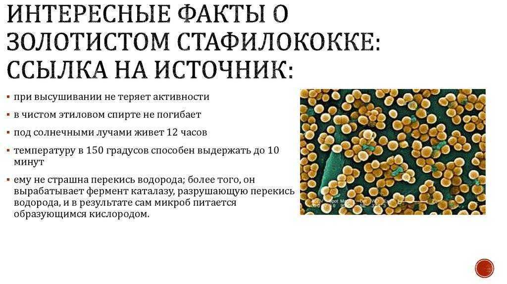 Стафилококк в горле