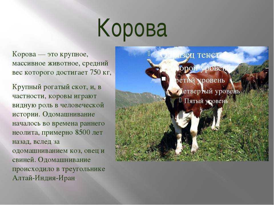 К чему снится овца: толкование снов — мир космоса
