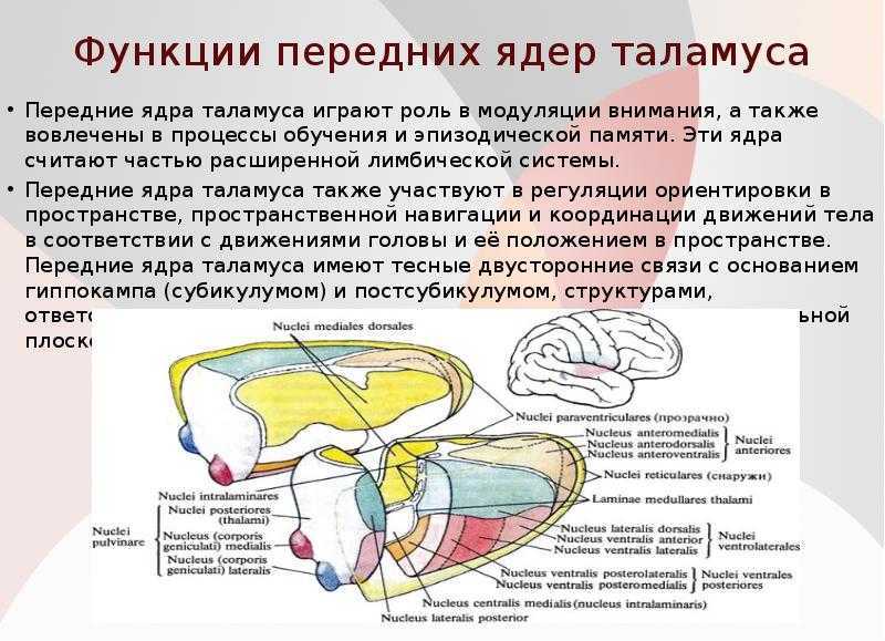 Что такое таламус? значение зрительного бугра в функционировании нервной системы человека
