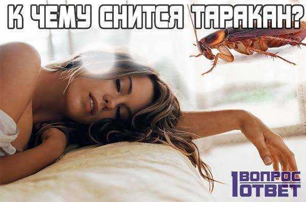 К чему снится таракан?