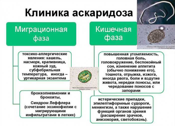 Аскаридоз у взрослых