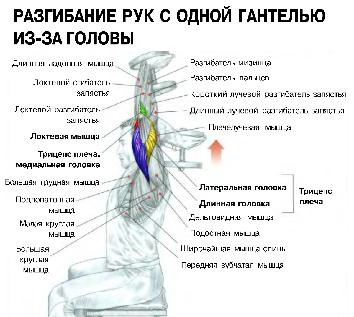 Французский жим лежа со штангой