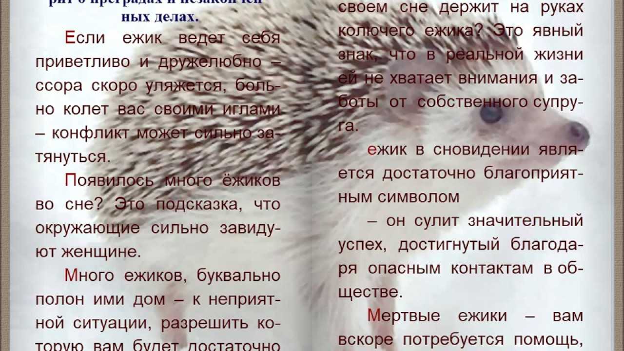Сонник крыса к чему снится во сне? видеть крысу что означает?