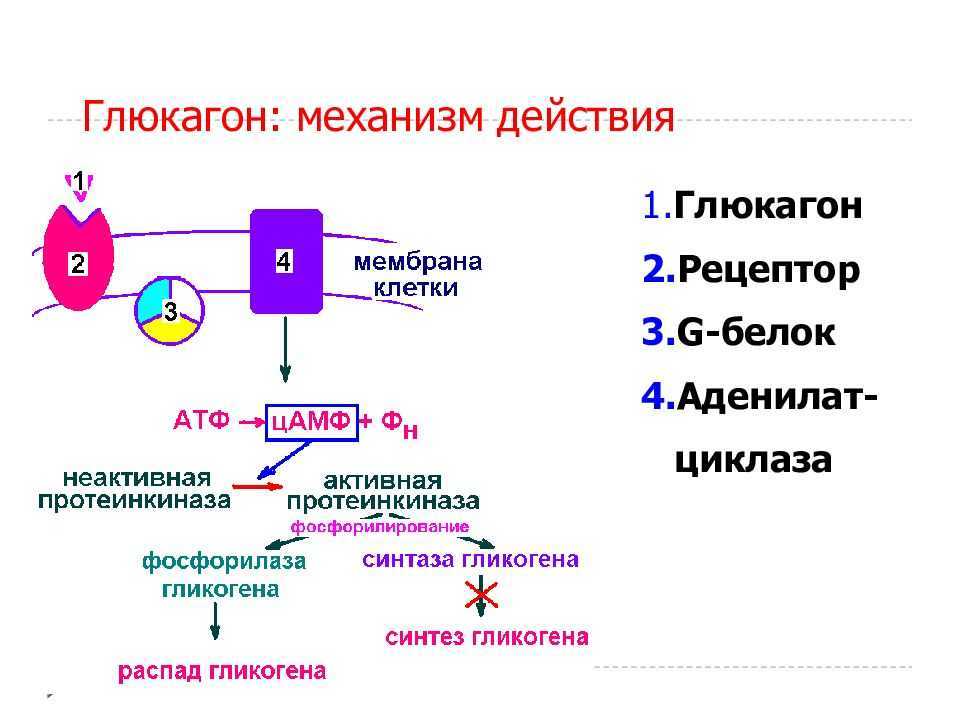 Лептинорезистентность, нерешенные вопросы диагностики