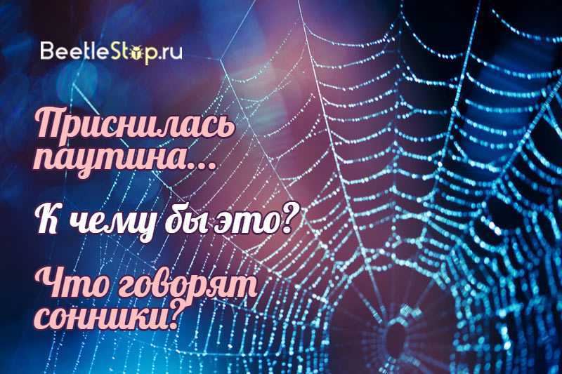 К чему снится паутина. видеть во сне паутина - сонник дома солнца