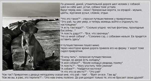 Что может означать собака во сне для незамужней женщины