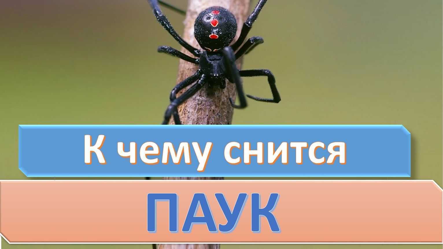 Сонник паук большой черный мохнатый. к чему снится мохнатый коричневый паук