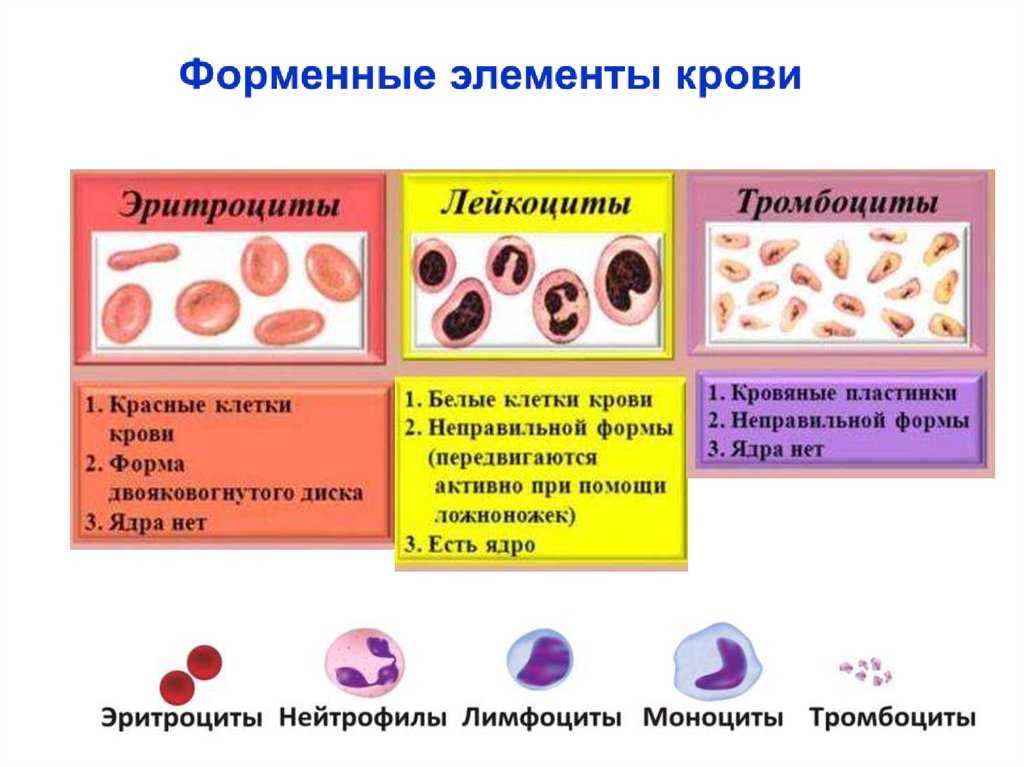 Какие функции выполняют эритроциты, сколько живут и где разрушаются