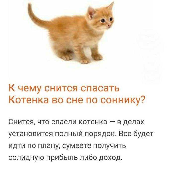 К чему снится котенок - значение сна котенок по соннику